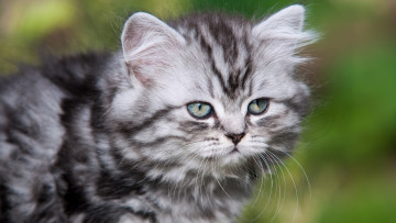 Картинка животные коты морда