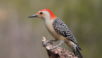 Картинка животные птицы профиль