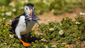 Картинка животные птицы рыба цветы