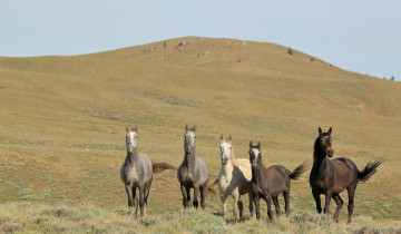 Картинка животные лошади хвост грива окрас лошадь