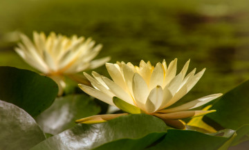 Картинка цветы лилии+водяные +нимфеи +кувшинки природа вода цветение кувшинка листья