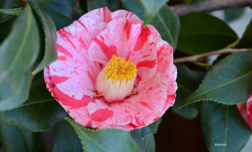 Картинка цветы камелии камелия