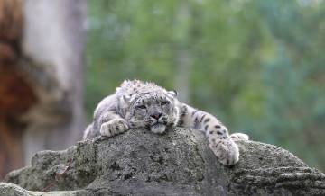 Картинка животные снежный+барс+ ирбис снежный барс камни кошка пара