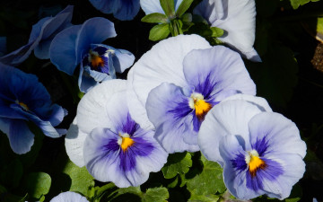 Картинка цветы анютины+глазки+ садовые+фиалки анютины глазки