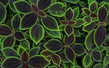 Картинка природа листья цветы фон