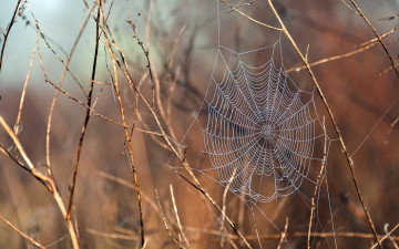 Картинка природа макро свет вода