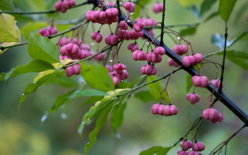 Картинка природа Ягоды капли ветка макро дождь листья