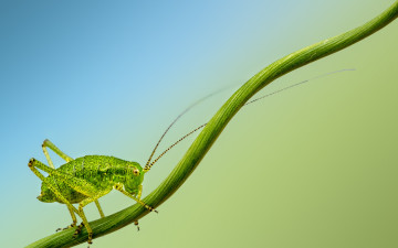 обоя животные, кузнечики,  саранча, cricket, insect, branch