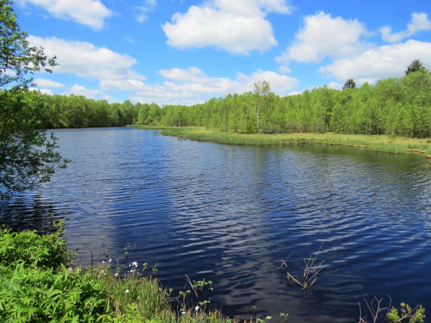 Обои картинки фото природа, реки, озера, деревья, река