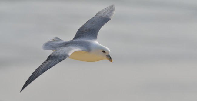 Обои картинки фото животные, Чайки,  бакланы,  крачки, чайка