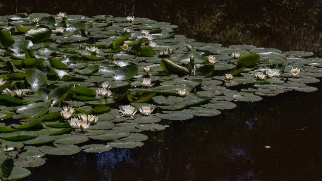 Обои картинки фото цветы, лилии водяные,  нимфеи,  кувшинки, flowers, bouquet, букет, pitcher, кувшин