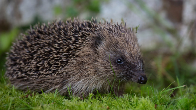 Обои картинки фото животные, ежи, растения