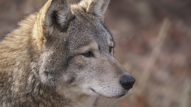 Обои картинки фото животные, волки,  койоты,  шакалы, профиль, морда