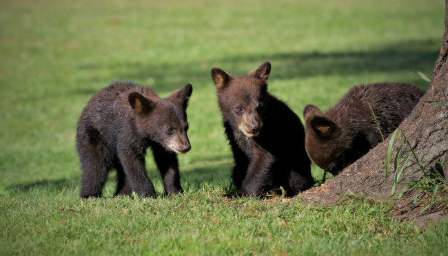 Обои картинки фото животные, медведи, травка, природа, малыши, мишки