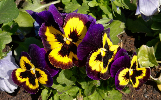 Обои картинки фото цветы, анютины глазки , садовые фиалки, анютины, глазки