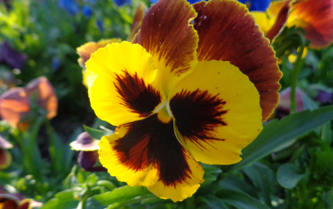 Обои картинки фото цветы, анютины глазки , садовые фиалки, анютины, глазки