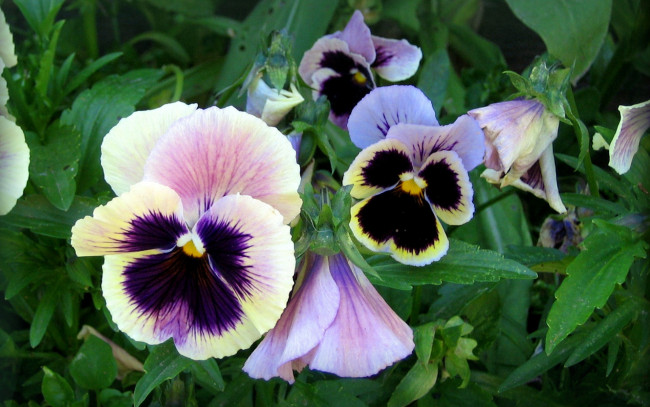 Обои картинки фото цветы, анютины глазки , садовые фиалки, анютины, глазки, листья, клумба, лето, зелень, лепестки