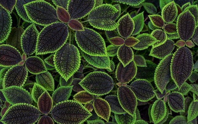 Обои картинки фото природа, листья, цветы, фон