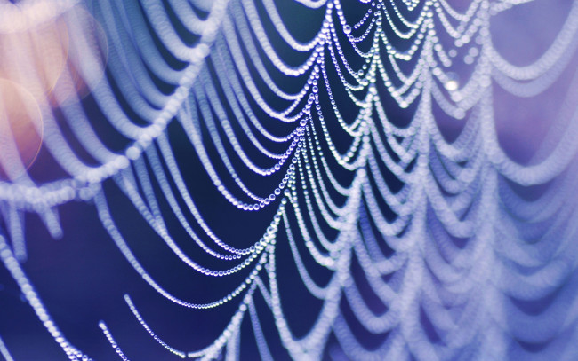 Обои картинки фото природа, макро, цвет, капли, блики, паутина, вода, свет