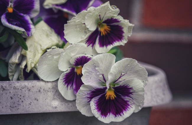 Обои картинки фото цветы, анютины глазки , садовые фиалки, анютины, глазки, лепестки, макро, капли