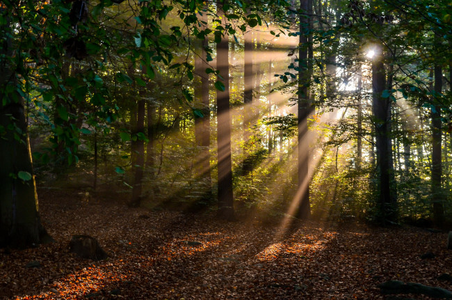 Обои картинки фото природа, лес, простор