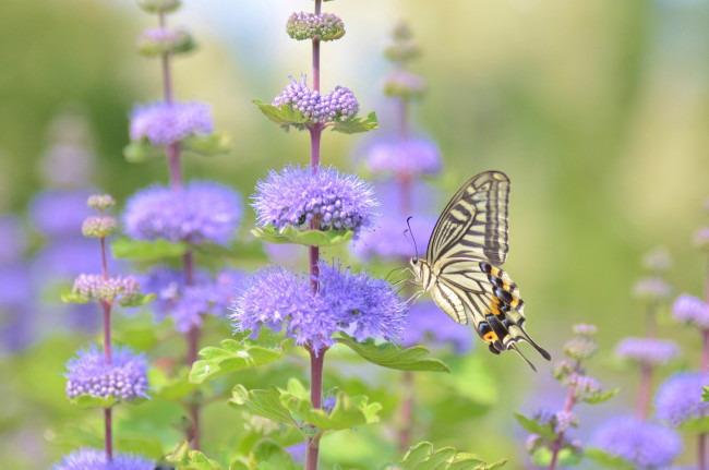Обои картинки фото животные, бабочки,  мотыльки,  моли, цветы, макро