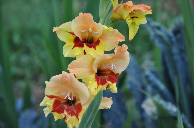 Обои картинки фото цветы, гладиолусы, пейзаж, облака, лето, красиво