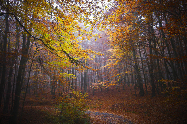 Обои картинки фото природа, лес, простор