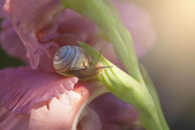 Обои картинки фото животные, улитки, гладиолус, цветы, цветок, улитка, макро