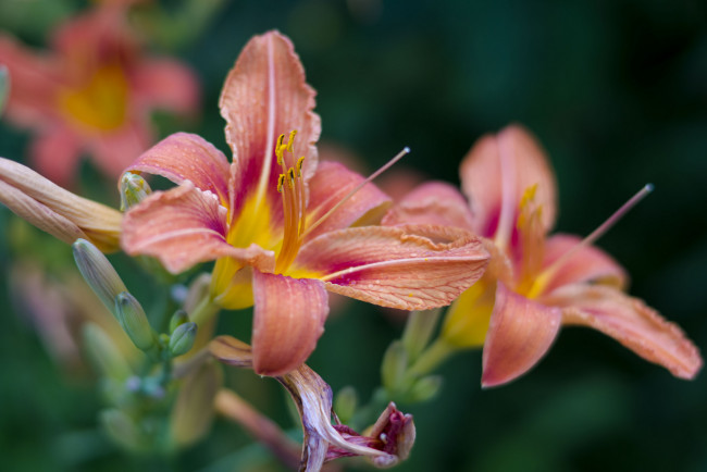 Обои картинки фото цветы, лилии,  лилейники, цветки, ветка, розовая, цветение, тычинки, лепестки