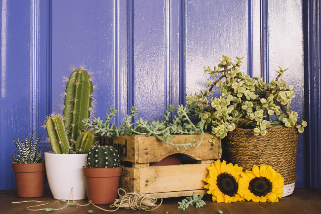 Обои картинки фото цветы, разные вместе, ящики, подсолнух, кактусы