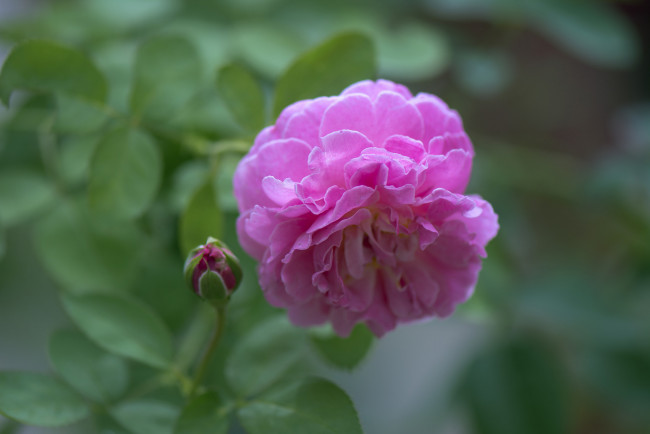 Обои картинки фото цветы, розы, blossoms, leaves, petals, rose, bud, цветение, листья, лепестки, бутон, роза