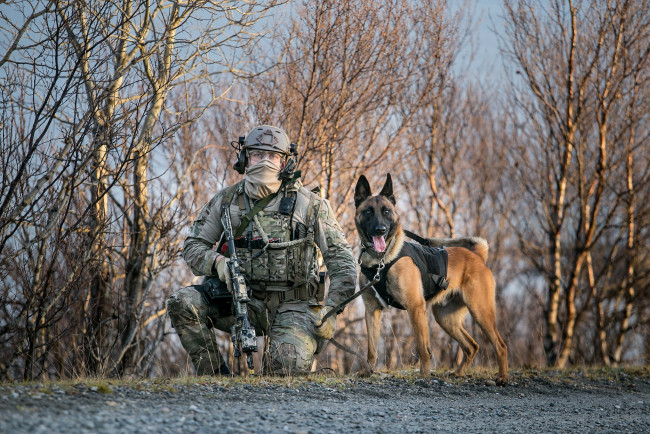 Обои картинки фото оружие, армия, спецназ, солдат, собака