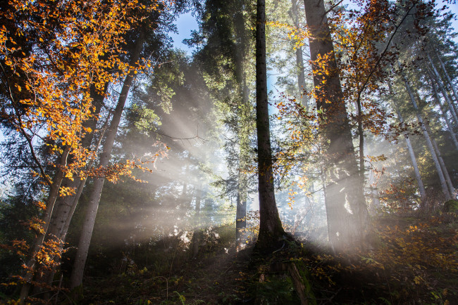 Обои картинки фото природа, лес, простор