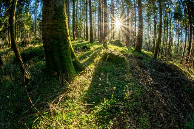 Обои картинки фото природа, лес, простор