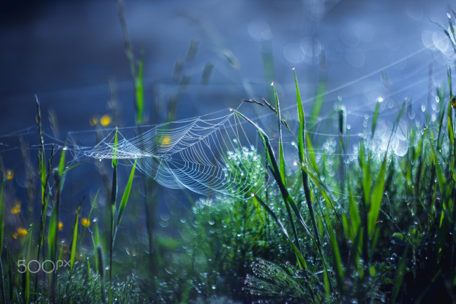 Обои картинки фото природа, макро, паутина