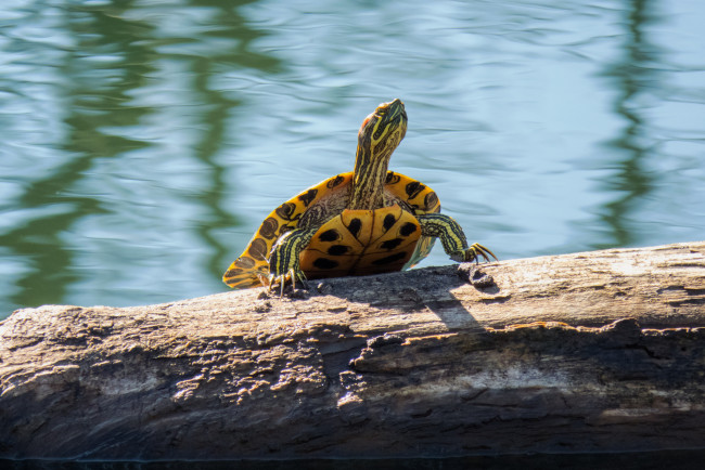 Обои картинки фото животные, Черепахи, черепаха