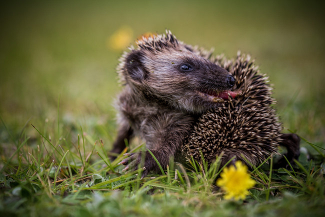 Обои картинки фото животные, ежи, трава, природа, ежик
