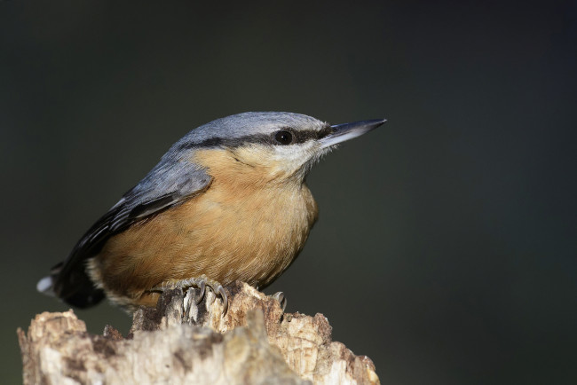 Обои картинки фото животные, поползни, птичка