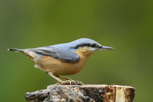 Обои картинки фото животные, поползни, птичка