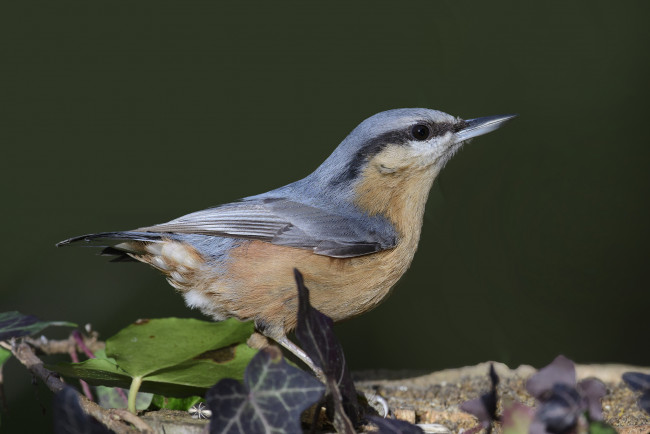 Обои картинки фото животные, поползни, птичка