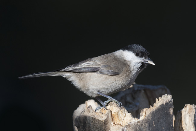 Обои картинки фото животные, птицы, птичка
