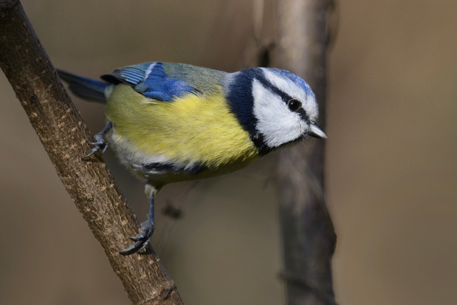 Обои картинки фото животные, синицы,  лазоревки, птичка