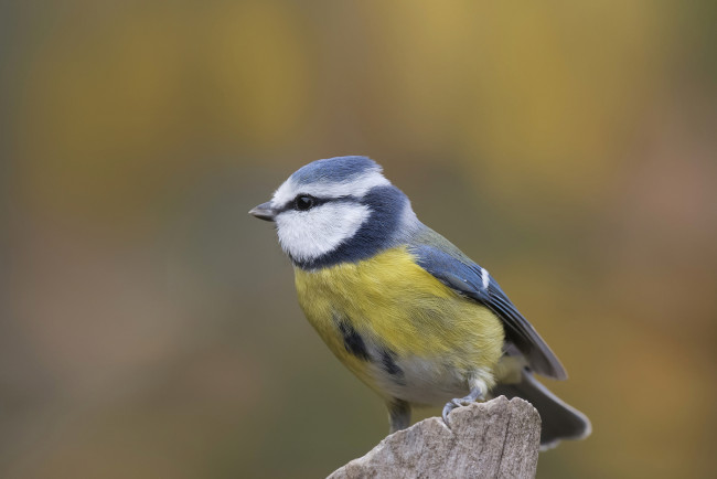 Обои картинки фото животные, синицы,  лазоревки, птичка