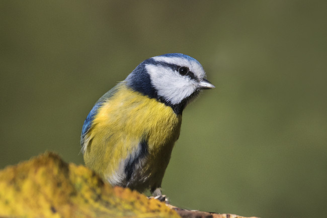 Обои картинки фото животные, синицы,  лазоревки, птичка