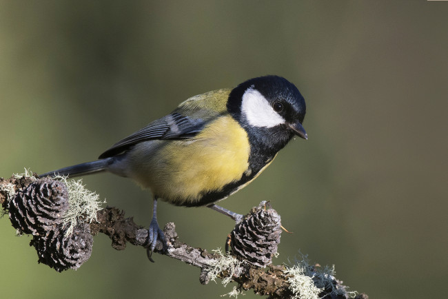 Обои картинки фото животные, синицы,  лазоревки, птичка