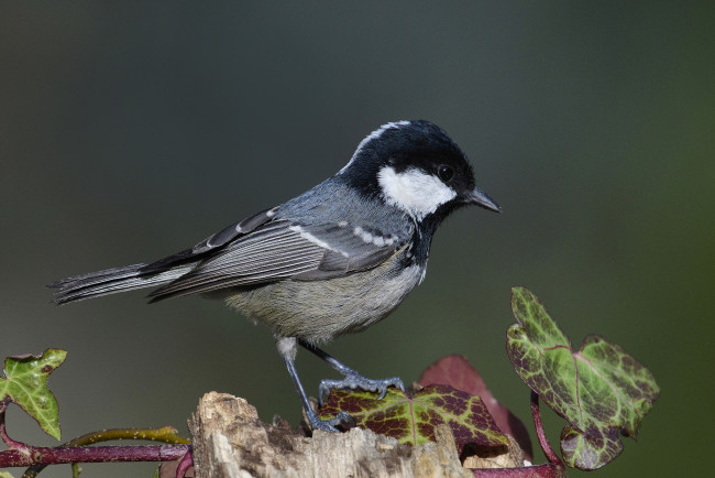 Обои картинки фото животные, синицы,  лазоревки, птичка
