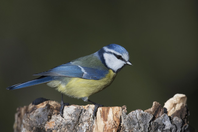 Обои картинки фото животные, синицы,  лазоревки, птичка