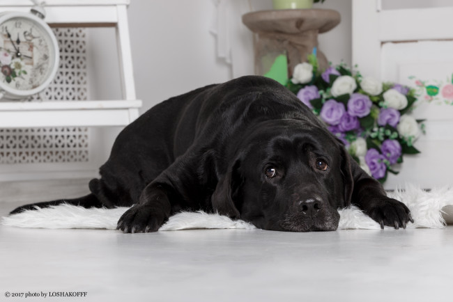 Обои картинки фото животные, собаки, цветы, собака, мебель, комната