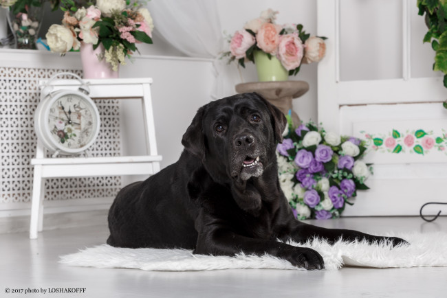 Обои картинки фото животные, собаки, мебель, комната, собака, цветы